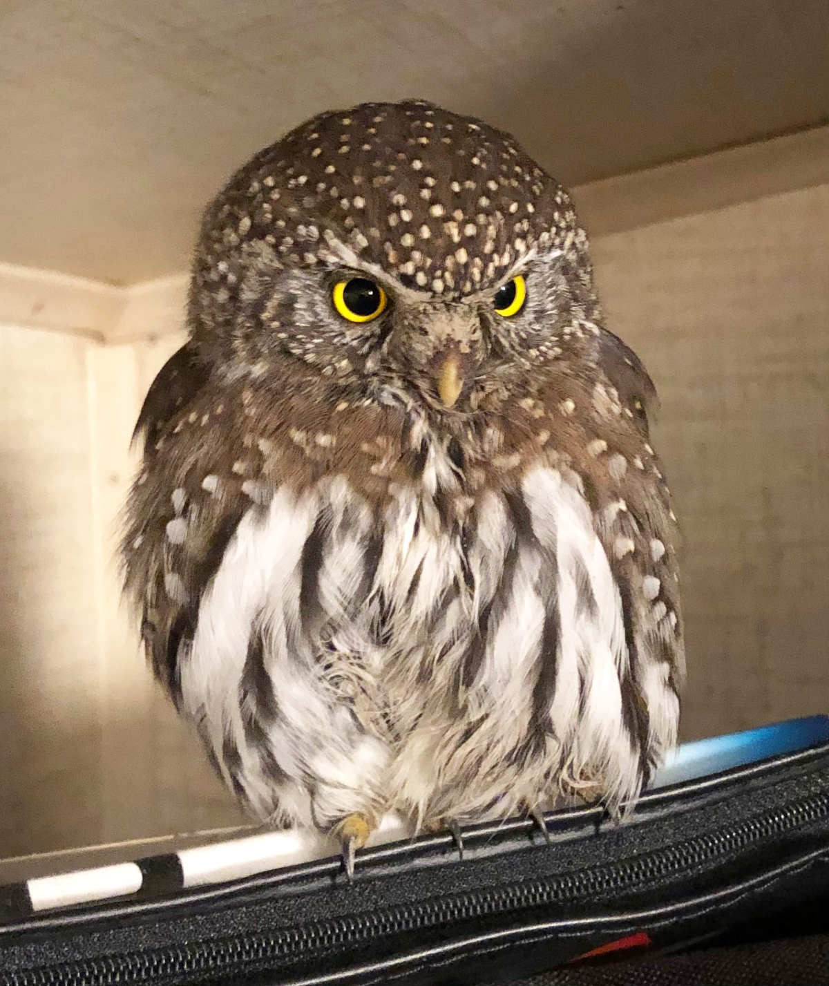 Tiny but tough,' B.C. Pygmy Owl survives being hit by car | Port